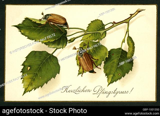 Europa, Deutschland, Pfingstpostkarte, Marienkäfer auf Weidenkätzchen ? , Text : "" Herzlichen Pfingstgruß "" , die Postkarte wurde 1916 geschrieben