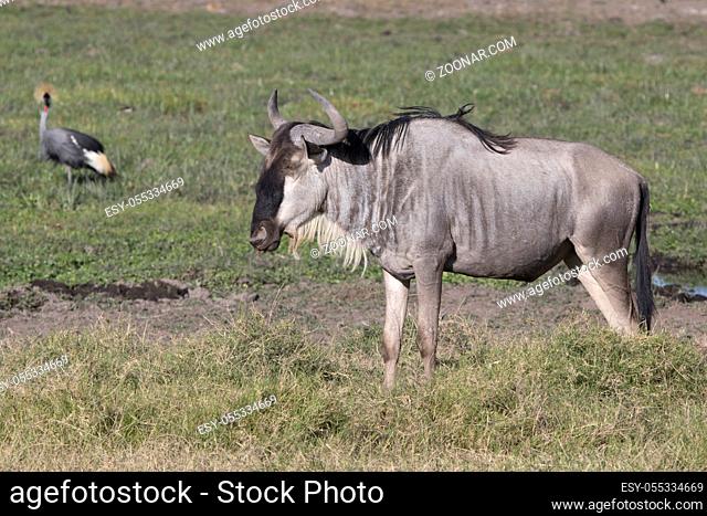 Young male antelope wildebeest standing in a marshy lowland sunny afternoon