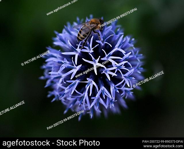 22 July 2020, Hessen, Frankfurt/Main: A honey bee collects nectar and pollen on the flowers of a blue globe thistle (Echinops ritro) in Frankfurt's Bethmannpark...