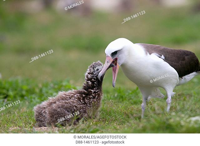 Laysan Albatross (Phoebastria immutabilis), adult with young, Sand Island, Midway Atoll National Wildlife Refuge, Hawaii, USA