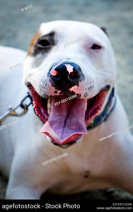 closeup of a male mongrel dog mix of Bull Terrier, Pit Bull and American Staffordshire Terrier lying on the ground