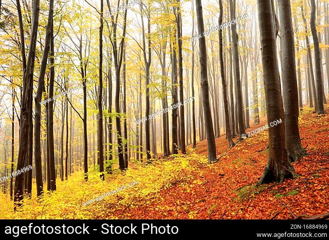 Autumn beech forest on a foggy weather, Bischofskoppe Mountain, October, Poland