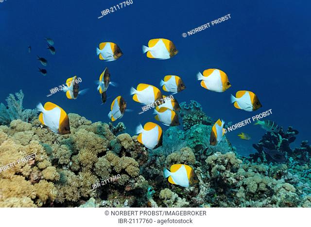 Shoal of Yellow Pyramid Butterflyfish (Hemitaurichthys polylepis) swimming above a coral reef, Great Barrier Reef, UNESCO World Heritage Site, Queensland