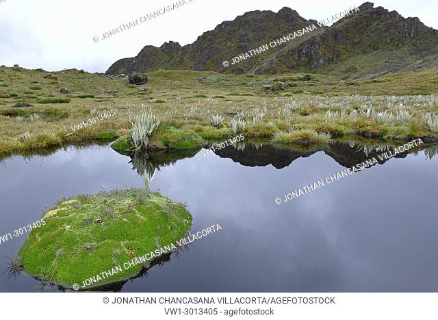 Banks of lagoon full of moss (Distichia muscoides). Huancayo, Peru