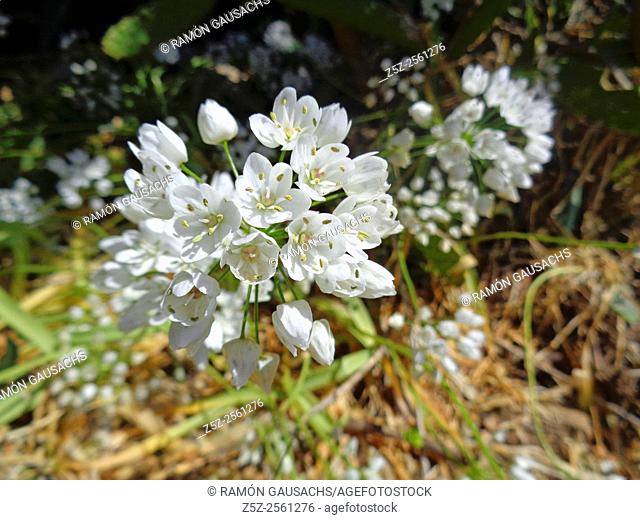 Garlic (Allium neapolitanum)