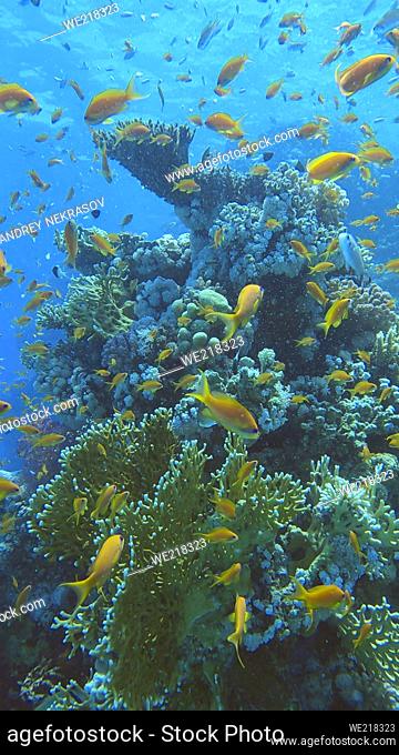 Colorful tropical fish swims on coral reef on blue water background. Underwater life in the ocean. Arabian Chromis (Chromis flavaxilla) and Lyretail Anthias...
