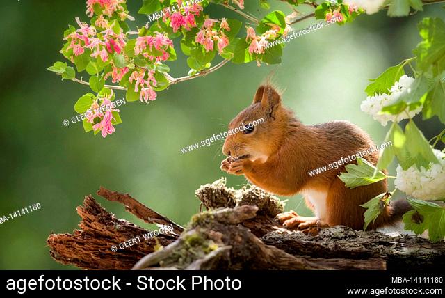 red squirrel surrounded by flowers