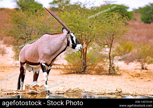 Oryx, Kgalagadi-Transfrontier-Nationalpark, Südafrika | Oryx, Kgalagadi Transfrontier National Park, South Africa