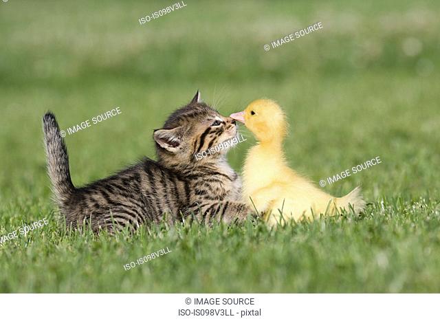 Kitten and duckling on grass