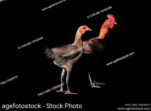 In the photo the race Modern Game Chickens Female and male...The Modern Game is a breed of ornamental chicken which originated in England between 1850 and 1900