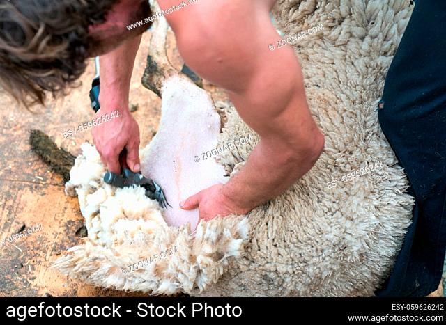 A detailed view of a muscular shepherd shearing his sheep for the wool
