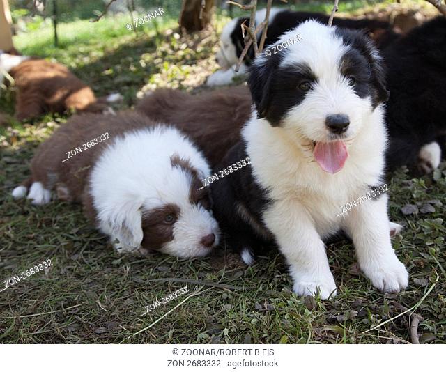 6 Wochen alte Bobtail- Australian Shepherd Mischlingswelpen / 6 weeks old puppy dogs Bobtail and Australian Shepherd crossbreed, 7.7