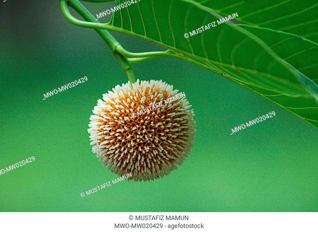 The Kadam flower, Anthocephalus cadamba, blooms during the rainy season in Bangladesh July 15, 2005