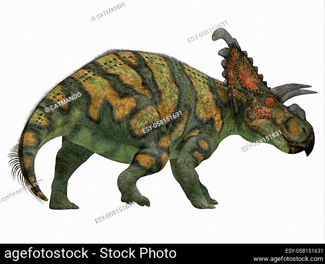 Albertaceratops was a herbivorous Ceratopsian dinosaur that lived in Alberta, Canada in the Cretaceous Period