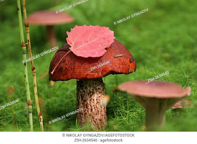 Mushrooms in the Western Siberia