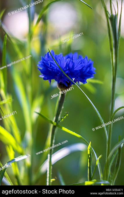 Cornflower 'Blue Diadem