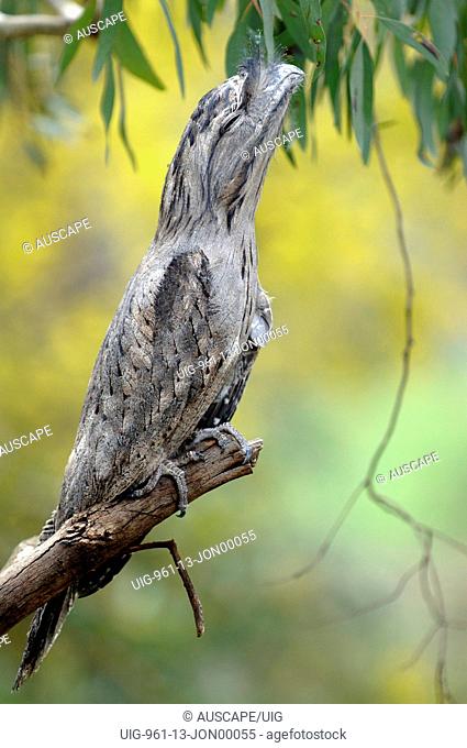 Tawny frogmouth poised on end of branch as camouflage behavior, Victoria, Australia