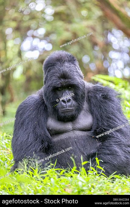 Africa, Uganda, Mgahinga, The Mgahinga Gorilla National Park in Uganda adjoins the Virunga National Park in the Democratic Republic of the Congo and the...