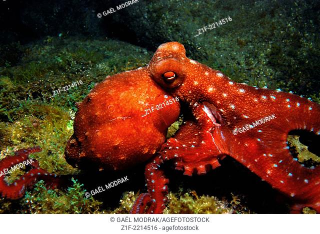 Injured long-armed octopus, observed at night in Corsica's water. Callistoctopus macropus