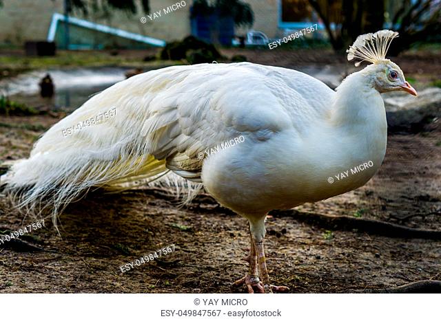 portrait of a beautiful white peacock, popular color mutation in aviculture, tropical bird from Asia