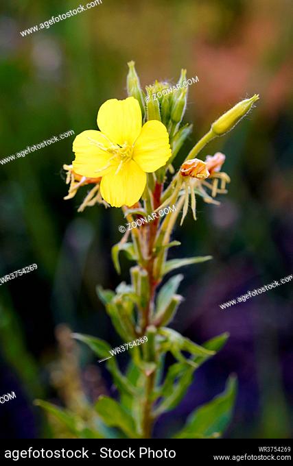 Open yellow Oenothera Biennis flower, also known as common evening-primrose, evening primerose,  evening star and sun drop