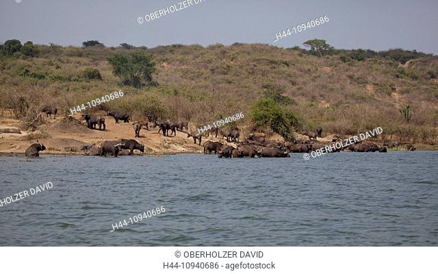 Africa, Uganda, East Africa, black continent, pearl of Africa, Great Rift, Queen Elisabeth, national park, nature, water buffalo, Syncerus caffer, ruminants