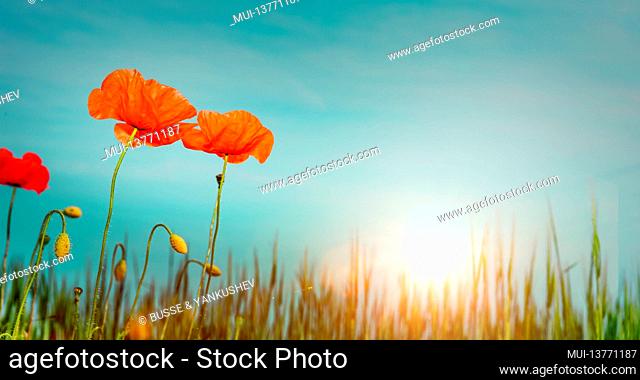 Red poppies against a blue sky at sunrise