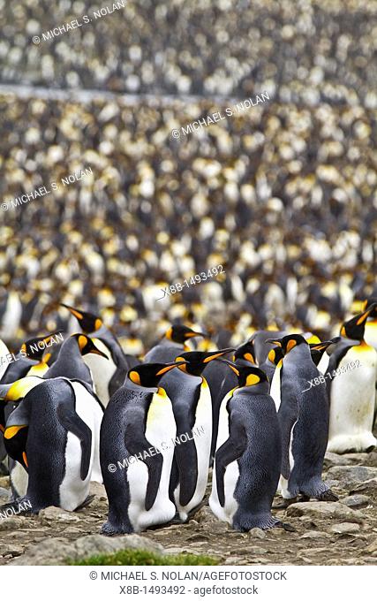 King penguin Aptenodytes patagonicus breeding and nesting colony at St  Andrews Bay on South Georgia, Southern Ocean  MORE INFO The king penguin is the second...