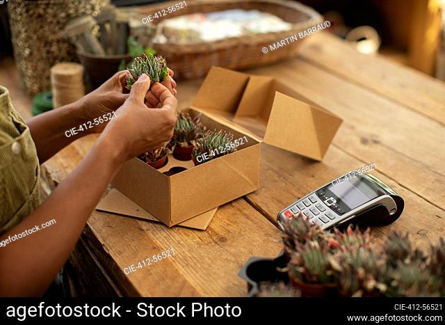 Close up woman placing succulents in box in florist shop