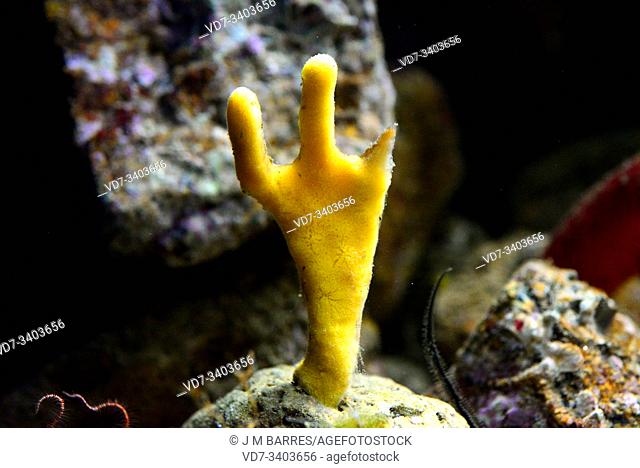 Common antlers sponge (Axinella polypoides) is a sea sponge in the class Demospongiae