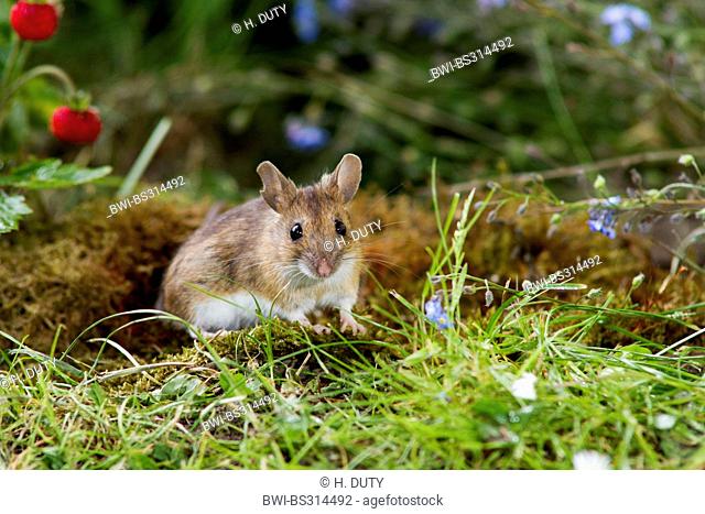 yellow-necked mouse (Apodemus flavicollis), comming out of a mouse hole next to a wild strawberry , Germany, Mecklenburg-Western Pomerania