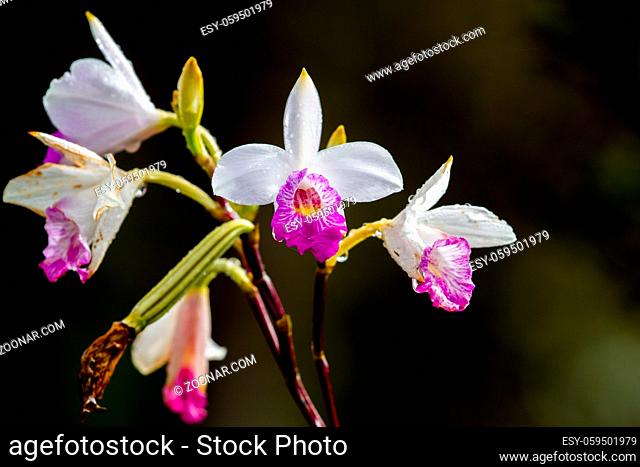 Blüte der Arundina graminifolia, einer Orchideenart, im Hawaii Volcanoes National Park auf Big Island, Hawaii, USA. Bamboo Orchid (Arundina graminifolia)