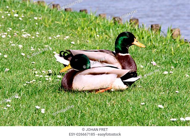 Two wild mallard ducks resting in the sun on fresh green grass next to a lake