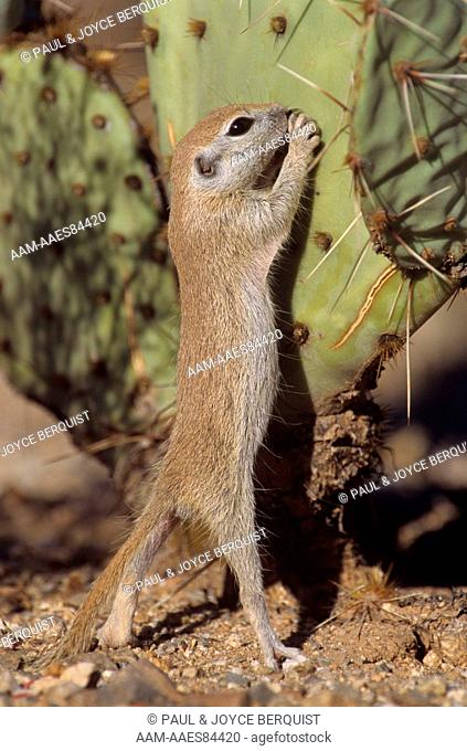 Round-tailed Ground Squirrel on Cactus, AZ (Spermophilus tereticaudus)