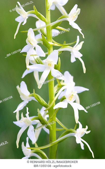 White Lesser Butterfly Orchid (Platanthera bifolia), Lech Valley, Tyrol, Austria, Europe