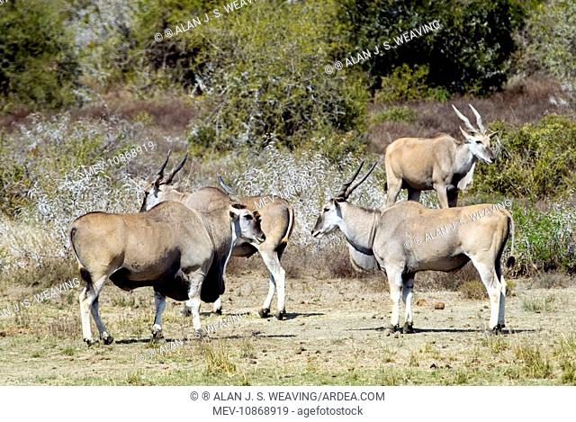 Eland - congregating by water (Tragelaphus oryx). Andries Vosloo Kudu Reserve - nr Grahamstown - Eastern Cape - South Africa