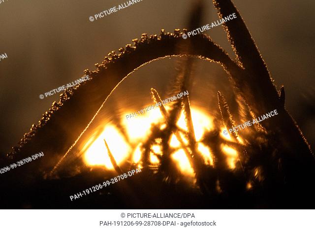 06 December 2019, Baden-Wuerttemberg, Waldenbuch: The sun rises behind a blade of grass covered with ice crystals. Photo: Sebastian Gollnow/dpa