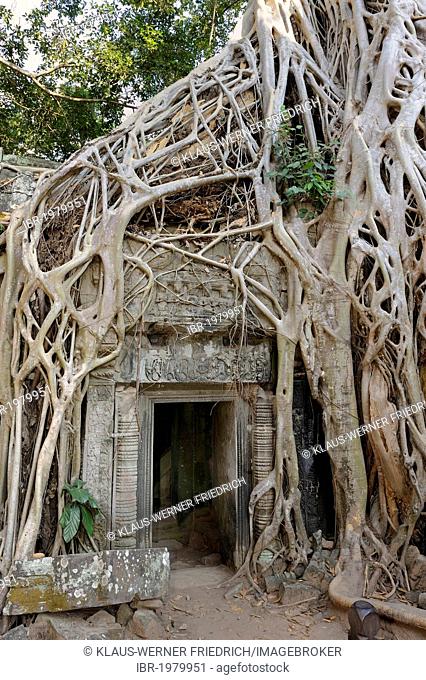 Strangler Fig or White Fig (Ficus virens) at the Ta Prohm Temple, Cambodia, Southeast Asia, Asia