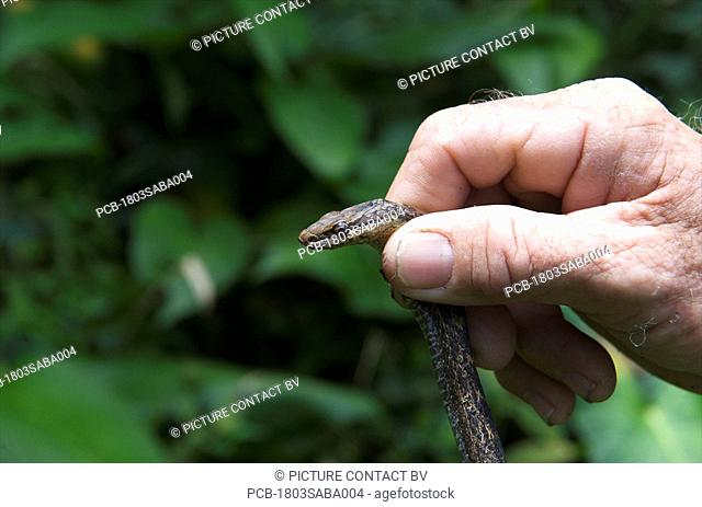 Saba, harmless snake on Mount Scenery
