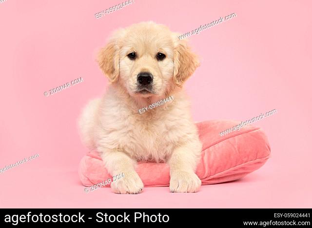 Cute golden retriever puppy lying down on a cushion with its paws over the edge looking at the camera on a pink background