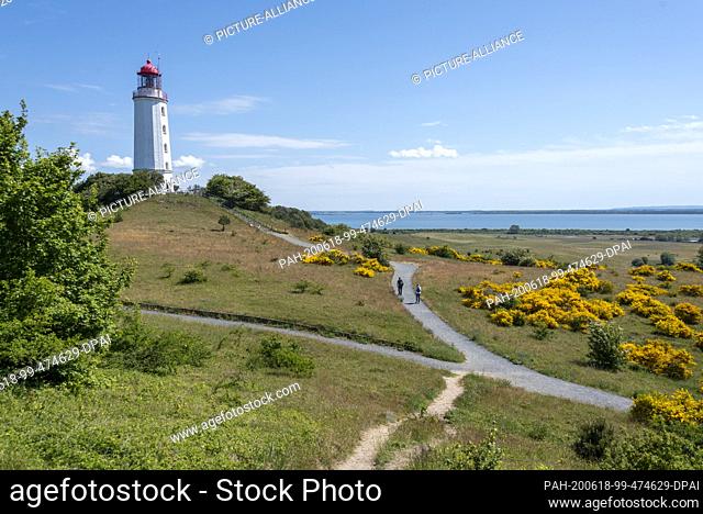 07 June 2020, Mecklenburg-Western Pomerania, Hiddensee: On the island of Hiddensee, yellow broom blooms in front of the lighthouse ""Dornbusch""