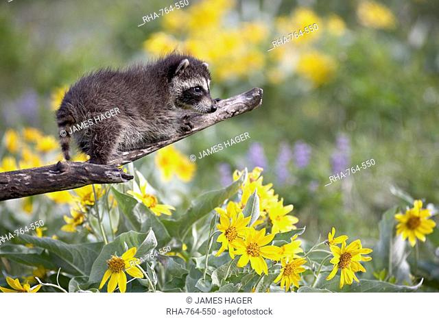 Baby raccoon Procyon lotor in captivity, Animals of Montana, Bozeman, Montana, United States of America, North America