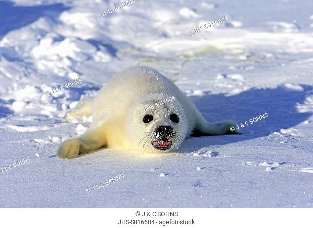 Harp Seal, Saddleback Seal, (Pagophilus groenlandicus), Phoca groenlandica, seal pup on pack ice calling, Magdalen Islands, Gulf of St