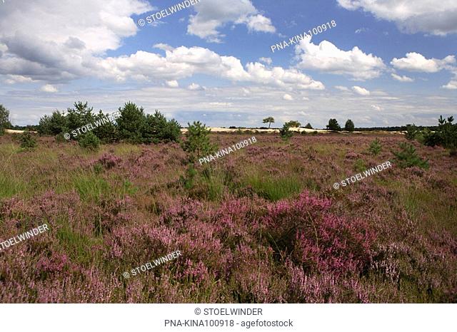 Heather, Ling Calluna vulgaris - National Park Loonse en Drunense Duinen, North Brabant, The Netherlands, Holland, Europe