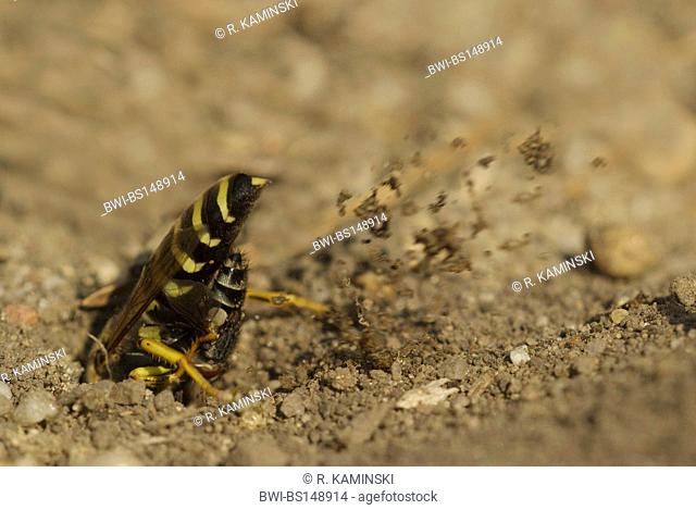 rostrate bembix wasp (Bembix rostrata, Epibembix rostrata), with prey at its den, Germany, Brandenburg