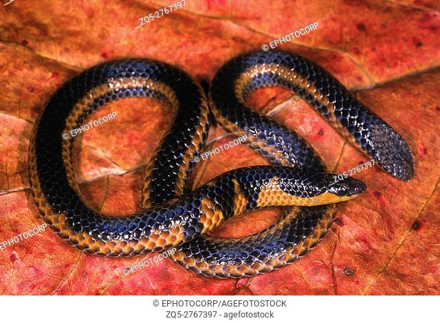 Uropeltis macrolepis mahableshwarensis MAHABLESHWAR SHIELDTAIL. Non venomous. Individual from Mahableshwar, Maharashtra, INDIA