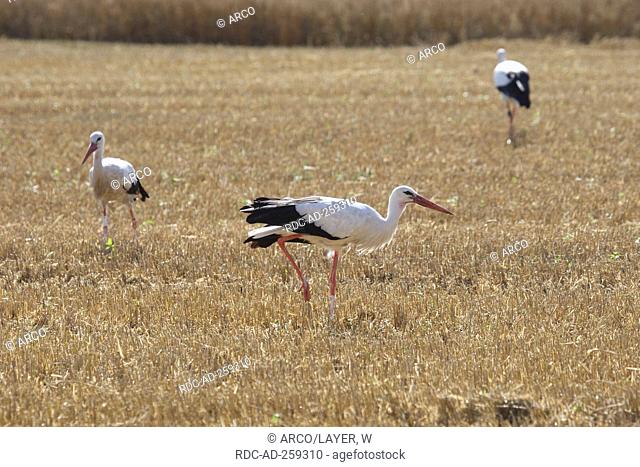 White Storks on stubblefield Germany Ciconia ciconia