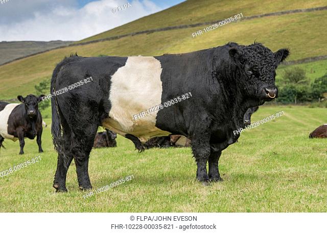 Domestic Cattle, Belted Galloway, bull and cows, standing in pasture, Edale, Peak District N.P., Derbyshire, England, August