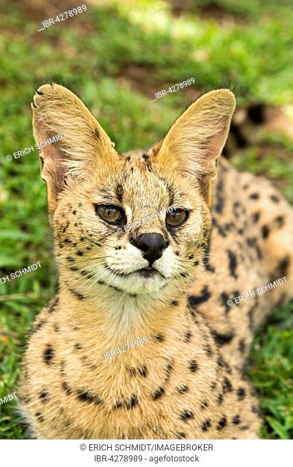 Young serval (Leptailurus serval), two years old, portrait, captive