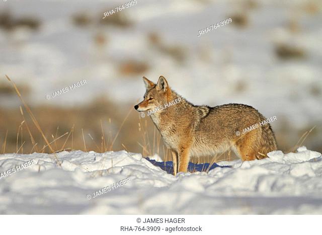 Coyote (Canis latrans) in the snow, Yellowstone National Park, Wyoming, United States of America, North America